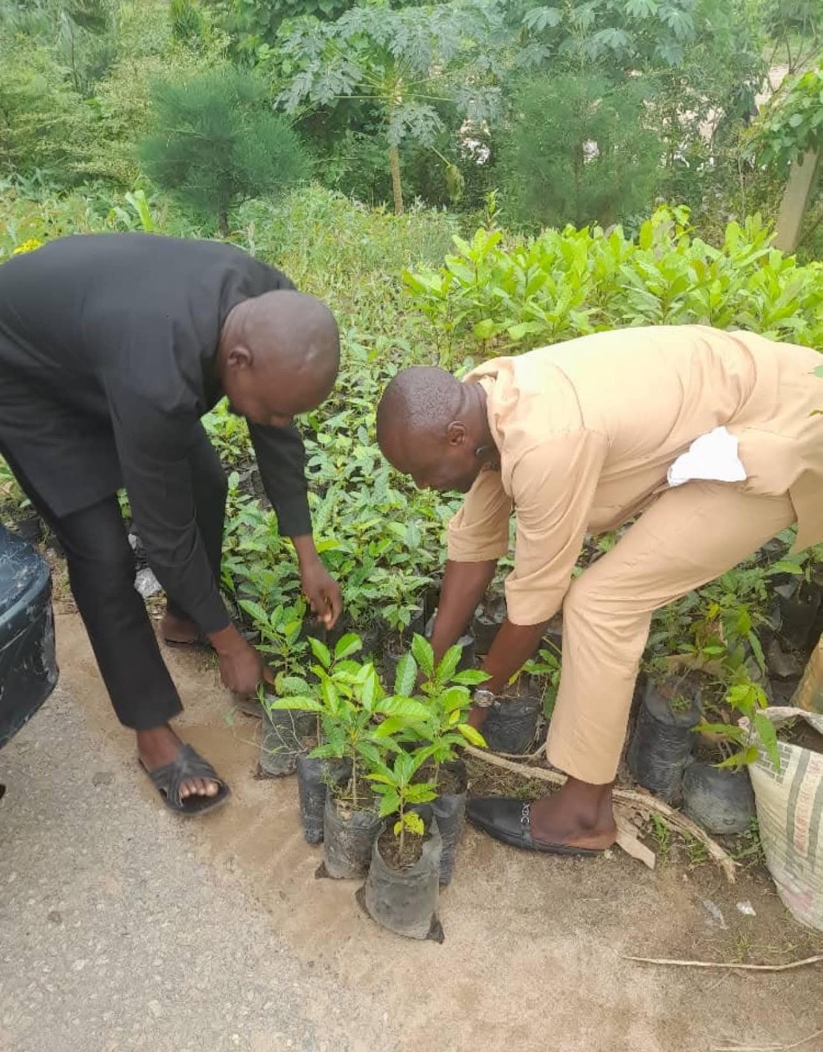 Tree nursery activity